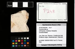 Foto (Objekt + Etikett) von Goniodromites sp.  (NHMW-GEO-2014-0194-0248)